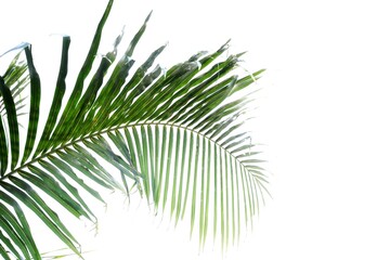 Naklejka na ściany i meble Tropical coconut leaves on white isolated background with copy space for background backdrop