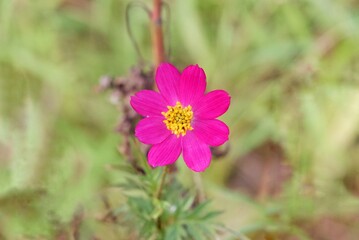 Obraz premium Close up a sweet purple flower blossom in a garden with blurred green nature and sunlight