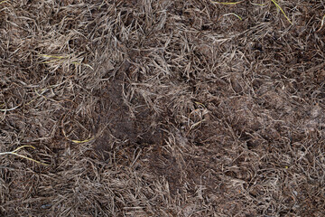 Above view or top view of dry grass on the ground. for background and textured.