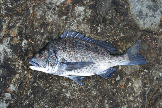 Japanese most popular fishing target saltwater fish &ldquo;Black sea bream ( Kurodai, Chinu )&rdquo;. 体長約45cmほどの大人のクロダイ（チヌ）の魚体を磯の上で撮った写真。