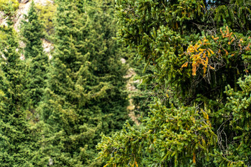 deep in the forest. thickets. green Forest. beautiful green park