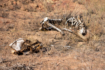 animal remains. Animal bones lie on a degree. old wolf dog skeleton. poaching concept