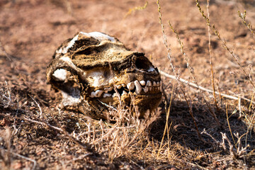 animal remains. Animal bones lie on a degree. old wolf dog skeleton. poaching concept