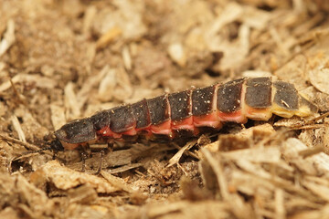 Closeup on a coorul pink and black larvae of the European glow-worm, Lampyris noctiluca