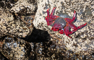 Moorish Crab or Red Crab (Grapsus adscensionis) on Lanzarote island
