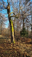 Fototapeta premium Forest 