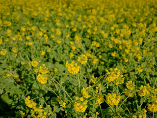 風景素材　早春の菜の花畑