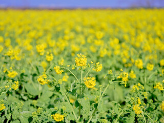 風景素材　早春の菜の花畑