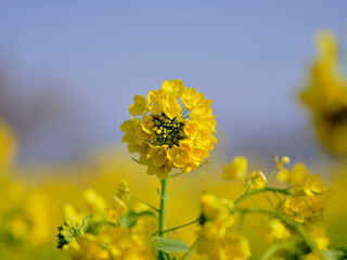 風景素材　早春の菜の花畑