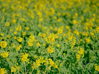 風景素材　早春の菜の花畑