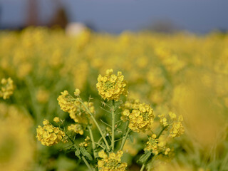 風景素材　早春の菜の花畑