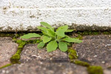 Bright green moss and weed growing in cement paving