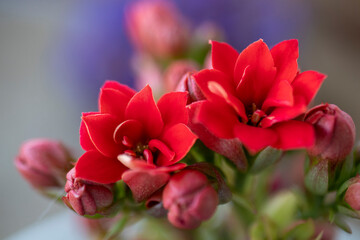 Kalanchoe  red  close-up macro photo.