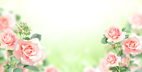 Branch of rose with pink flowers. Horizontal banner with beautiful rose flower on blurred sunny background