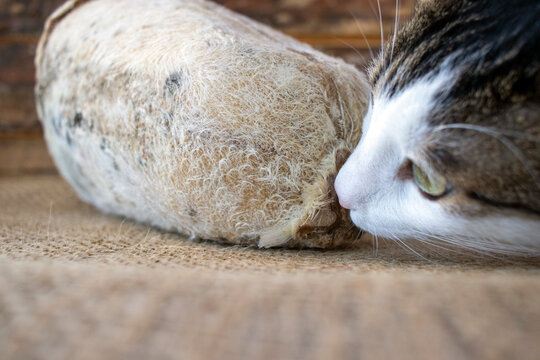erzincan tulum cheese, cheese stuffed in lambskin. with a cat, smeling the cheese