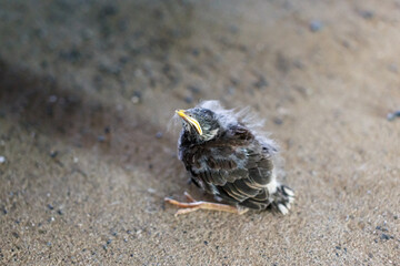 野鳥の雛　ムクドリ © Nori Yone