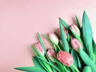 Tło tulipany © Monika Janiak-Klicha