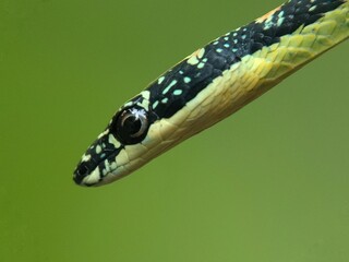 close up of a python