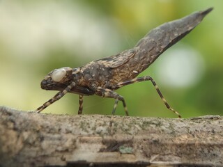 Dragonfly nymph