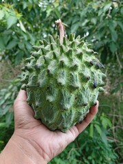 Bangkok's serikaya fruit is a rare forest