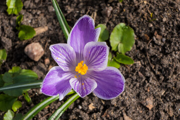 Purple spring crocus flower with yellow stamens in  sunny garden. Close-up top view.