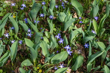 Little blue flowers among the green leaves and grass. Spring background. Top view.