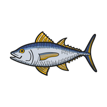 Ink sketch of tuna. Colourful hand drawn vector illustration.