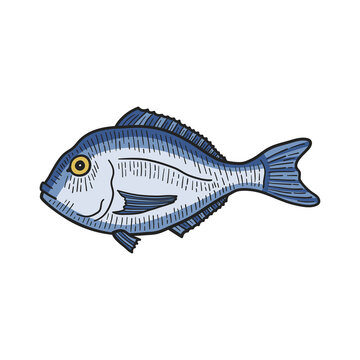 Dorado fish. Isolated on white. Hand-drawn style. Colourful vector illustration.