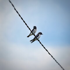 birds on wire