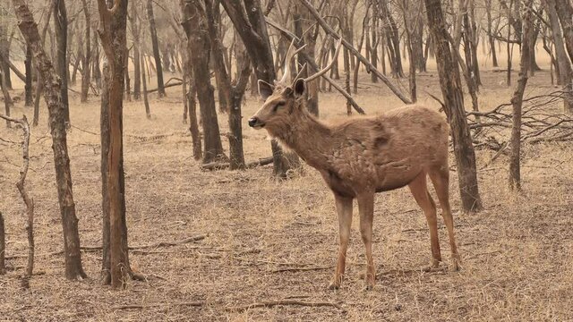 Daylight slow motion shot of a Young Asian male Spotted Deer standing and looking at the camera in a deep forest area with woods in the background. concept of wildlife creature