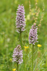 Closeup on 3 purple flowers of the rare Heath Spotted Orchid, Dactylorhiza maculata in a meadow