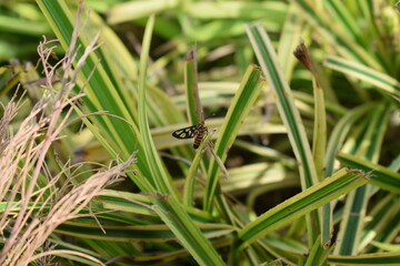 frog on the grass