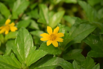yellow flower in the garden