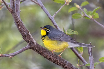 Canada Warbler male