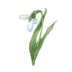 Close up of snowdrop, spring flower in bloom (Galanthus). Watercolor hand drawn painting illustration isolated on white background.