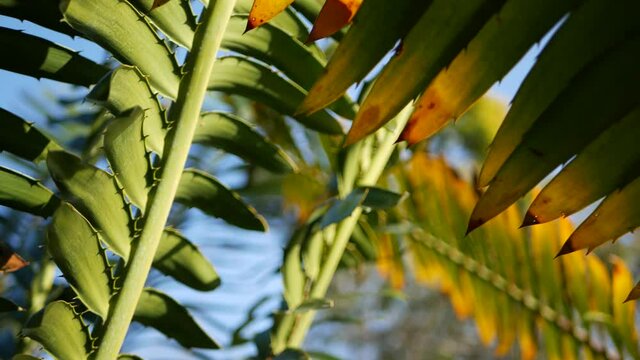 Cycad fern leaves in forest, California USA. Green fresh juicy natural botanical leafage. Encephalartos or zamiaceae dioon palm lush foliage. Tropical jungle rainforest woods atmosphere garden design.