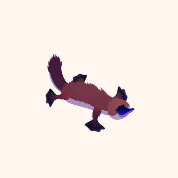 recommend clip art: Platypus. Australian animal. Vector illustration isolated on white background.