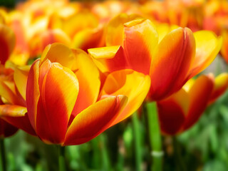 Closeup of Tulipa 'World beauty' in a garden