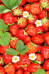 Strawberries berries fruits strawberry berry fruit from above with leaves and blossoms portrait format