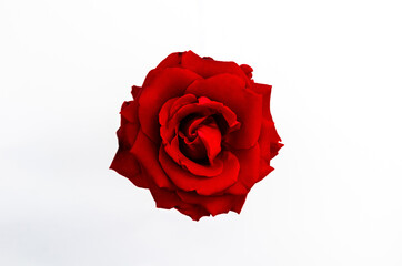 Top view of blooming red color rose flower isolated on white paper background.