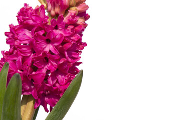 pink hyacinth flower isolated white background. The first spring flower is blue hyacinth.