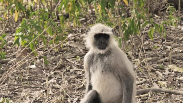 Close up shot of a young Asian Indian Gray Langur Monkey sitting on a ground and looking around in a forest area. Concept of wildlife creatures