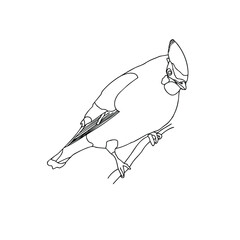 Contour, black and white drawing of a bird sitting on a branch.