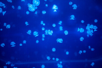 Beautiful jellyfish in the neon light in aquarium, nature background