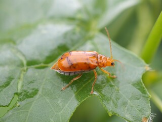 Melon Tortoise, is sticking on the pumpkin leaves. closeup photo, blurred.