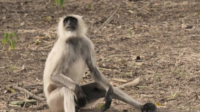 Close up shot of a young Asian Indian Gray Langur Monkey sitting on a ground and looking around in a dry forest area. Concept of wildlife creatures