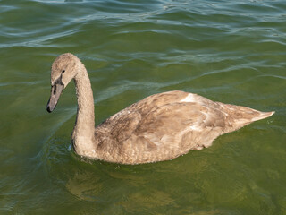 cygne
