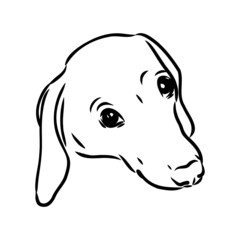 Dachshund Dog. Hand drawn. Vector illustration dachshund dog vector