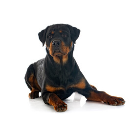 Fototapeta premium rottweiler in studio