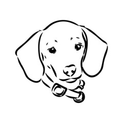 Dachshund Dog. Hand drawn. Vector illustration dachshund dog vector